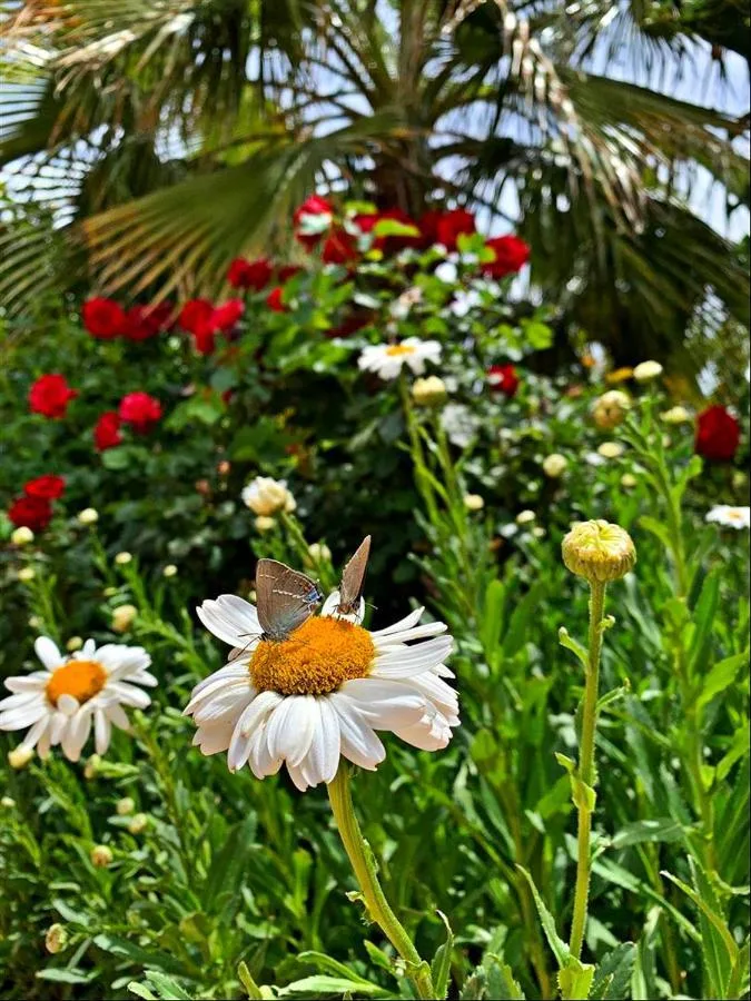 Kaş Doğapark Otel 2