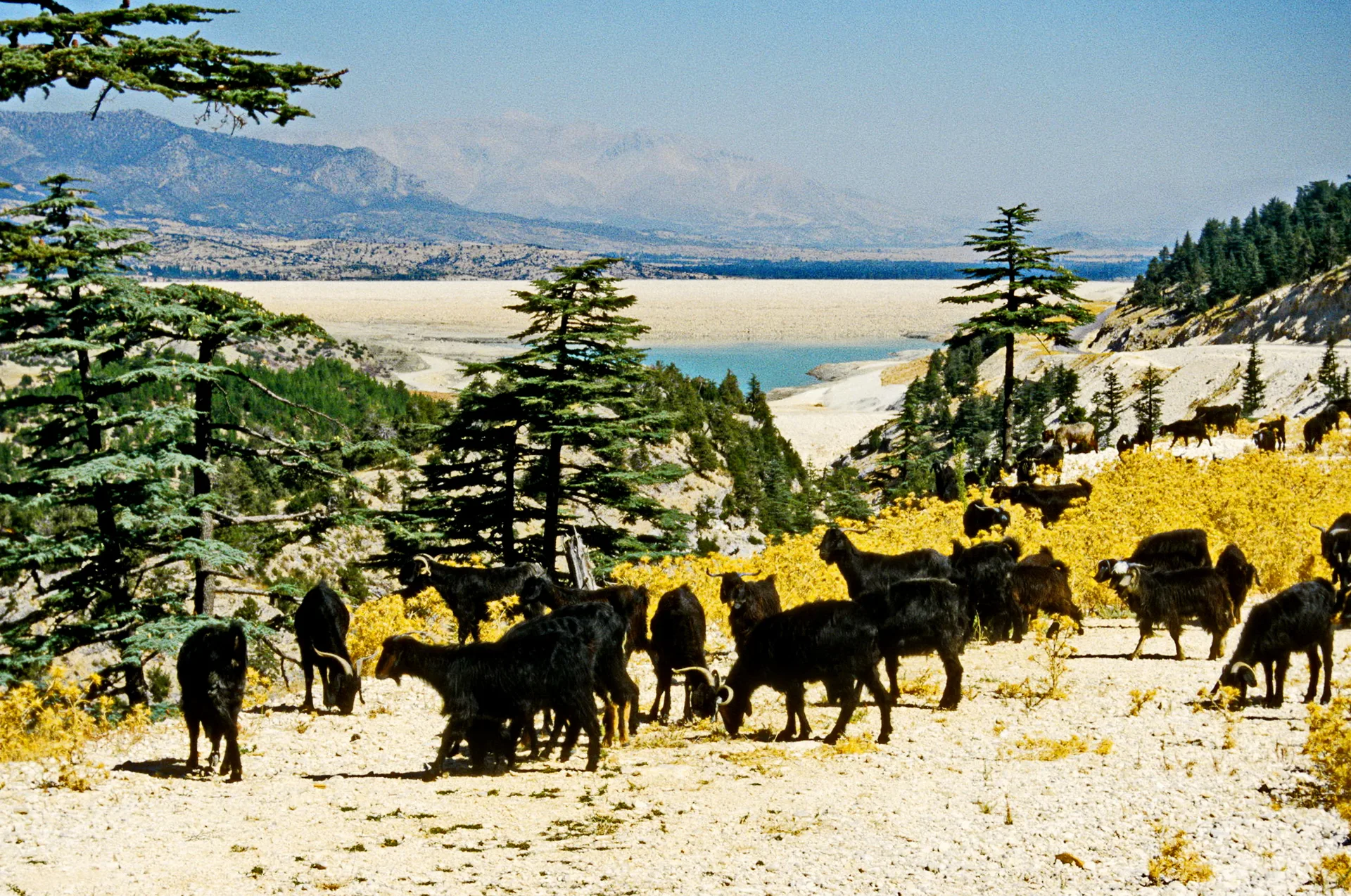 Gömbe yaylasında göl çevresi ve keçi sürüsü